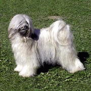 sheila2.gif(30 kb)